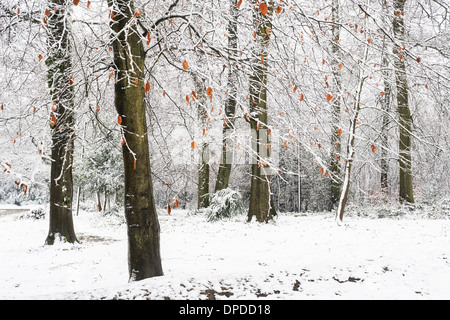 Snow covered trees at the top of Box Hill, Surrey Stock Photo