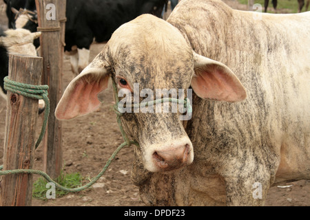cattle waiting to be sold at the animal market Stock Photo - Alamy