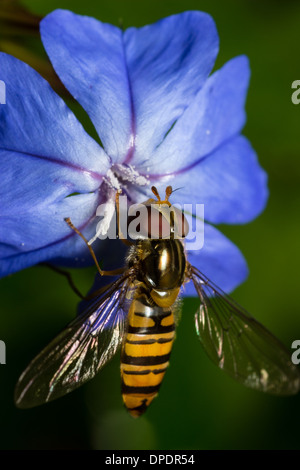Marmalade hoverfly, Episyrphus balteatus, feeding on Ceratostigma willmottianum in Plymouth garden. Stock Photo