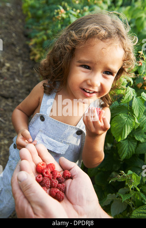 Grandfather sharing raspberries with grandson Stock Photo