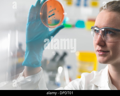 Female scientist examining microbiological cultures in a petri dish Stock Photo