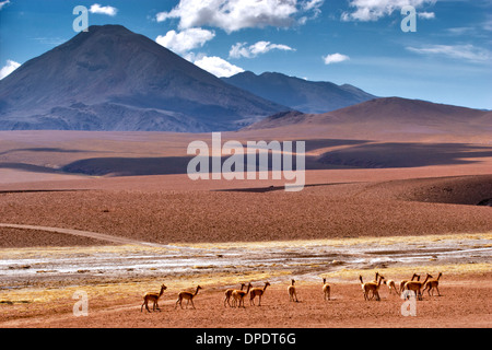 Herd of Vicunas crossing the high plains in front of Volcano Colorados/Cerro Colorado, Atacama Desert, Chile Stock Photo