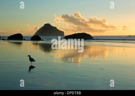 A seagull and seastacks are reflected on the beach in Bandon, Oregon. USA Stock Photo