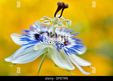 Passionflower - Passiflora caerulea Stock Photo