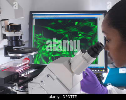Female researcher using inverted microscope to view stem cells displayed showing fluorescent labeled cells Stock Photo