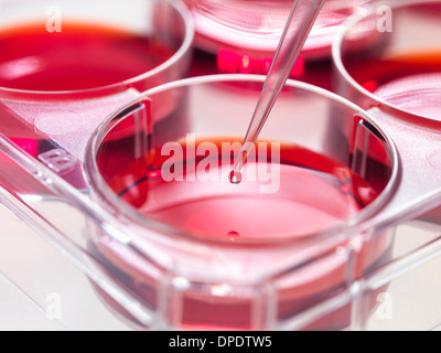 Pipette adding sample to stem cell cultures growing in pots, Used to implant stem cells to repair damaged tissues Stock Photo