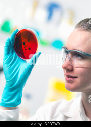 Scientist viewing cell cultures growing in petri dishes in lab Stock Photo