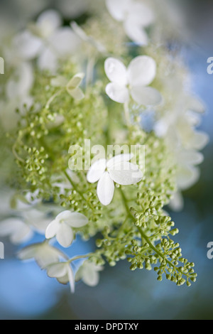 Close-up, macro image of the delicate white flowers of the summer flowering Hydrangea paniculata. Stock Photo