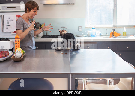 Naughty pet dog standing up at kitchen counter Stock Photo