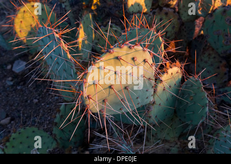 Desert Prickly Pear Cactus (Opuntia phaeacantha), Saguaro National Park, West, Tucson Arizona