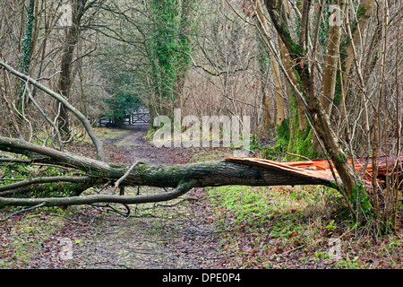 A fallen tree blown over by the wind blocking a track with a gate in the distance Stock Photo