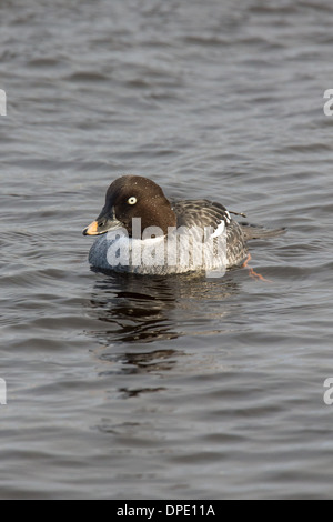 Common Goldeneye Bucephala clangula, Shetland, Scotland, UK Stock Photo