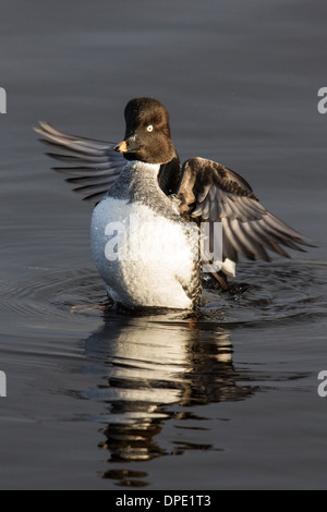 Common Goldeneye Bucephala clangula, Shetland, Scotland, UK Stock Photo