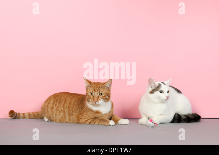 Red tabby and black and white cat are playing with mouse on pink background Stock Photo