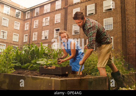 Couple with harvesting potatoes on council estate allotment Stock Photo