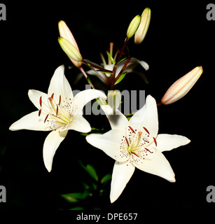 Beautiful White Lily flowers on a black background Stock Photo