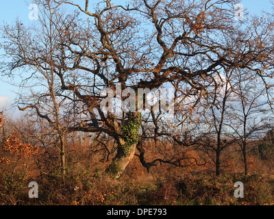 Autumn lanscape with oak grove in september Stock Photo