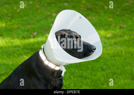 Black Labrador retriever wearing Elizabethan collar Stock Photo