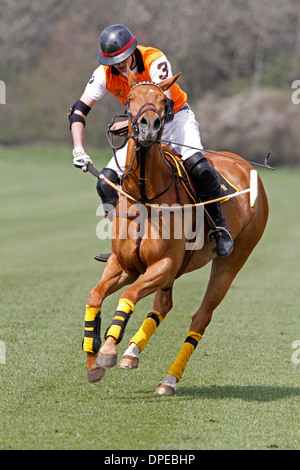 Polo player take a ball, Polo Cup Gut Basthorst 2013, Germany Stock Photo