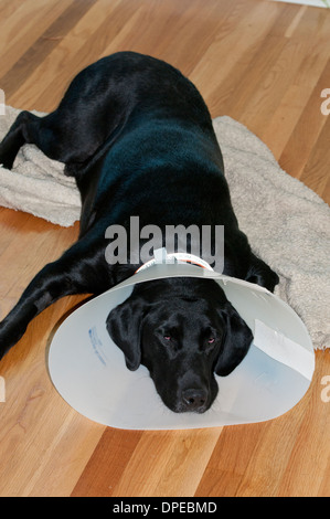 Black Labrador retriever wearing Elizabethan collar Stock Photo