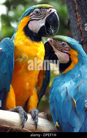 Nov 10, 2006 - Guayaquil, Ecuador - Two Macau parrots clean each other's feathers in the animal exhibit of the Parque Historico Guayaquil, located a short bus ride from Ecuador's largest city and major seaport. Divided into three parts, the park includes reconstructed buildings from the historical Guayaquil center as well as a zoological exhibit. Due to natural disasters and declin Stock Photo