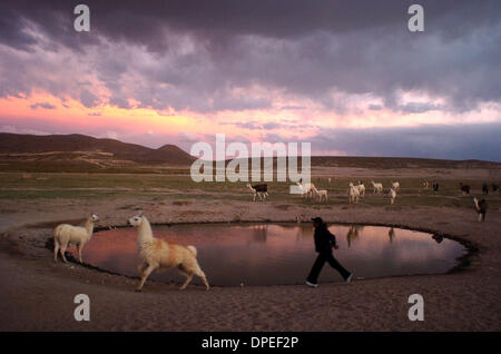 Dec 02, 2006 - Uyuni, Bolivia - At sunset, a young woman chases a llama past a drinking pool in her daily effort to herd the animals to a fenced-in area to sleep. Agriculture makes up about 13 percent of the Bolivian economy. Sixty-four percent of the Bolivian population, just under nine million, live below the poverty line. (Credit Image: © Zack Baddorf/ZUMA Press) Stock Photo