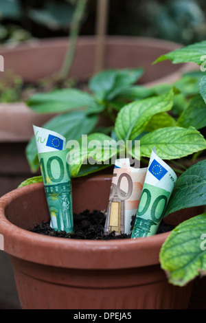 banknotes growing in a pot Stock Photo - Alamy