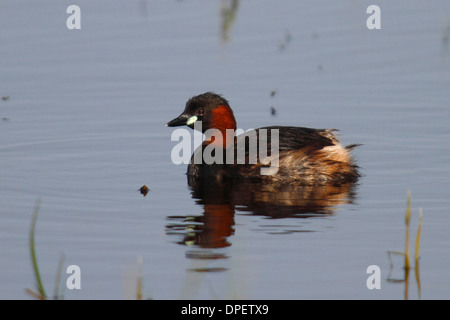 Little Grebe (Tachybaptus ruficollis) on water, Burgenland, Austria Stock Photo