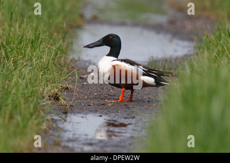 Northern Shoveler (Anas clypeata), drake on dirt road, Burgenland, Austria Stock Photo