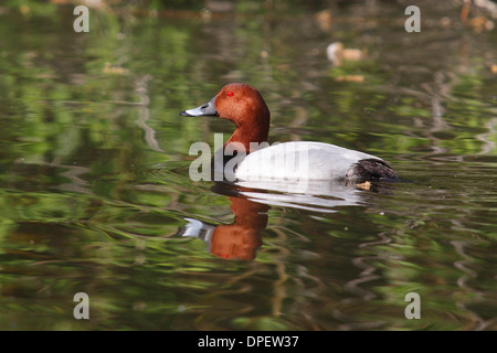 Common Pochard (Aythya ferina), drake, Hungary Stock Photo