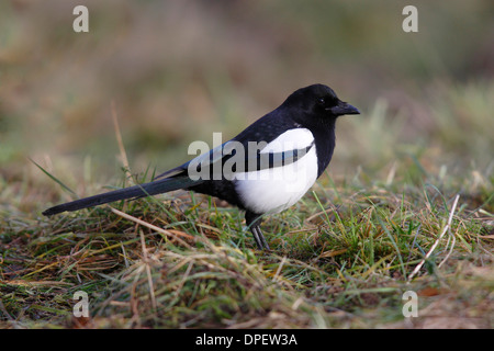 Magpie (Pica pica) in grass, North Rhine-Westphalia, Germany Stock Photo