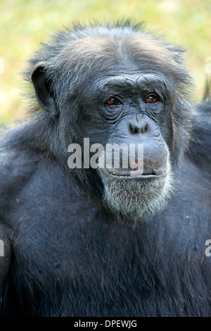 Chimpanzee (Pan troglodytes troglodytes), male, portrait, captive, Miami, Florida, USA Stock Photo