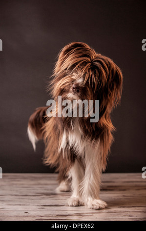 Brown and white mongrel dog, standing Stock Photo