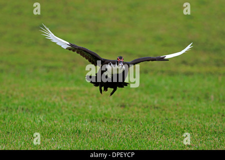 Muscovy Duck (Cairina moschata), adult, flying, Florida, USA Stock Photo