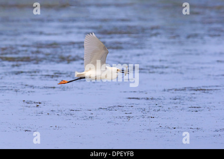 Snowy Egret (Egretta thula), flying with prey, Sanibel Island, Florida, USA Stock Photo