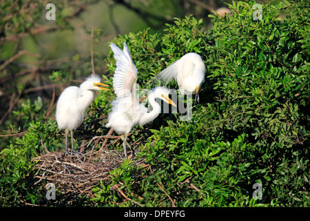 Snowy Egret (Egretta thula), young at nest, Sanibel Island, Florida, USA Stock Photo