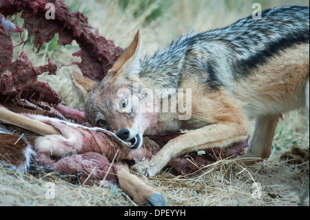 Black-backed jackal (Canis mesomelas) feeding on the carcass of a springbok (Antidorcas marsupialis) Stock Photo