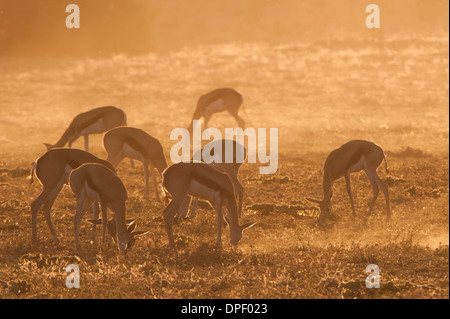 Springboks (Antidorcas marsupialis), Kgalagadi Transfrontier Park, Northern Cape, South Africa Stock Photo