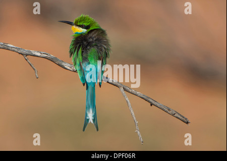 Swallow-tailed Bee-eater (Merops hirundineus), Kgalagadi Transfrontier Park, Northern Province, South Africa Stock Photo