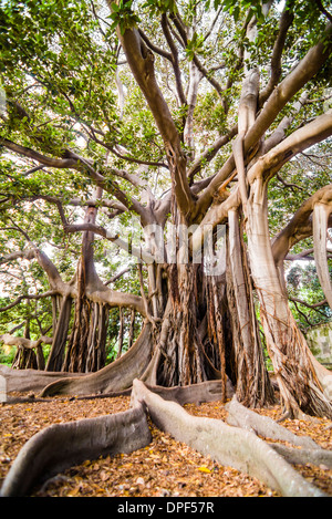 Twisted roots of a Moreton Bay fig tree (banyan tree) (Ficus macrophylla), Palermo Botanical Gardens, Palermo, Sicily, Italy Stock Photo