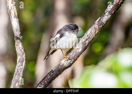 South Island tomtit (Petroica macrocephala macrocephala), on Ulva Island, off South Island, New Zealand, Pacific Stock Photo