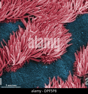 SEM of lung trachea epithelium Stock Photo