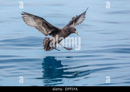 Adult white-chinned petrel (Procellaria aequinoctialis), off Kaikoura, South Island, New Zealand, Pacific Stock Photo