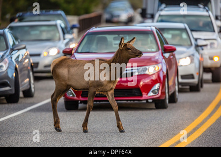 Young elk (Cervus canadensis), crossing amongst traffic along the Madison River, Yellowstone National Park, Wyoming, USA Stock Photo