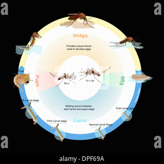 Illustration of life cycle of Culex mosquito Stock Photo