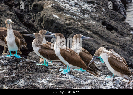 Blue-footed boobies (Sula nebouxii) at Puerto Egas, Santiago Island, Galapagos Islands, Ecuador, South America Stock Photo