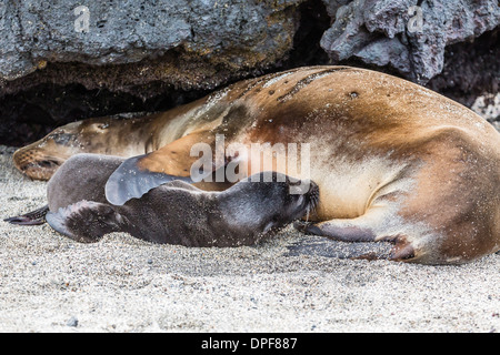 Galapagos sea lion (Zalophus wollebaeki) pup nursing in Urbina Bay, Isabela Island, Galapagos Islands, Ecuador, South America Stock Photo