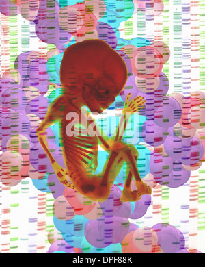 Digital composite of human fetus and DNA Stock Photo