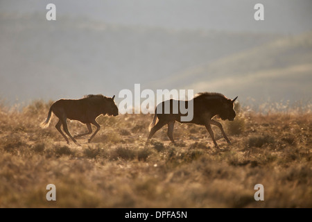 Two young black wildebeest (white-tailed gnu) (Connochaetes gnou) running, Mountain Zebra National Park, South Africa, Africa Stock Photo