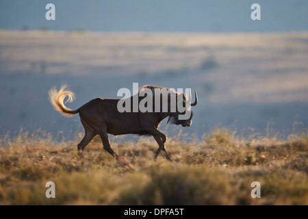 Black wildebeest (white-tailed gnu) (Connochaetes gnou) running, Mountain Zebra National Park, South Africa, Africa Stock Photo